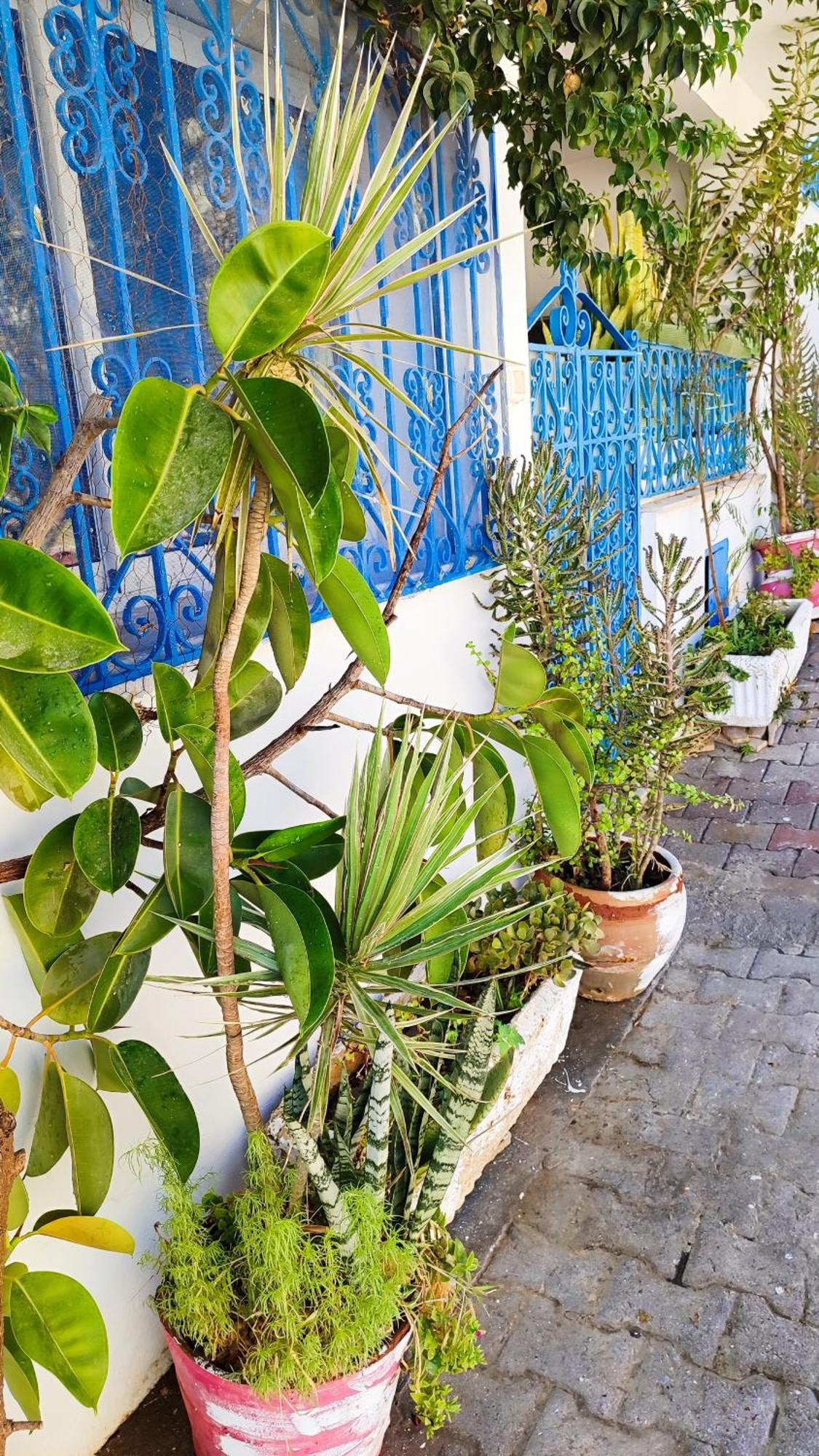 Cosy Appartement In "Sidi Bou Said" Екстер'єр фото